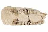 Fossil Oreodont (Merycoidodon) Partial Mandible - South Dakota #198227-6